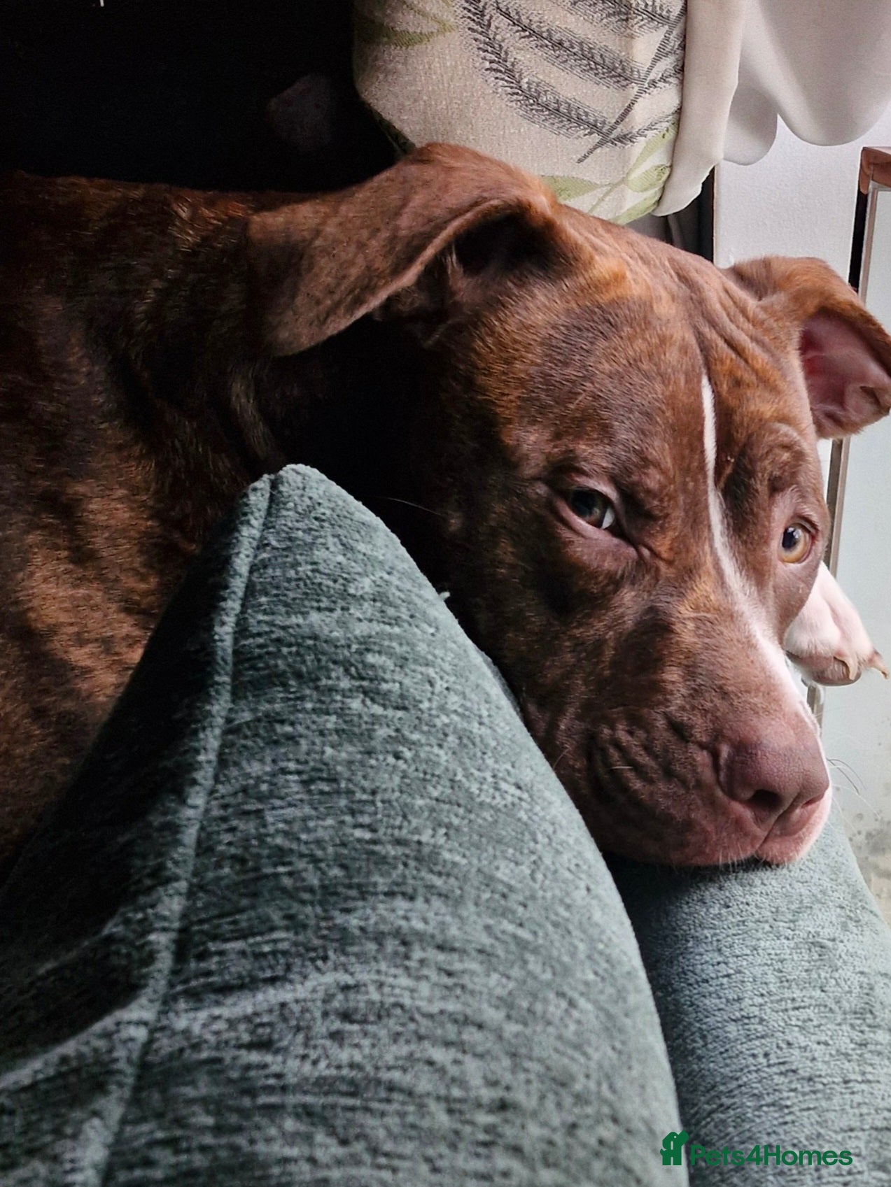 Staffordshire Bull Terrier dogs My gorgeous girl looking for her forever home - Advert 16