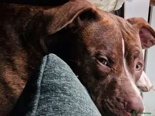 Staffordshire Bull Terrier dogs My gorgeous girl looking for her forever home - Advert 16