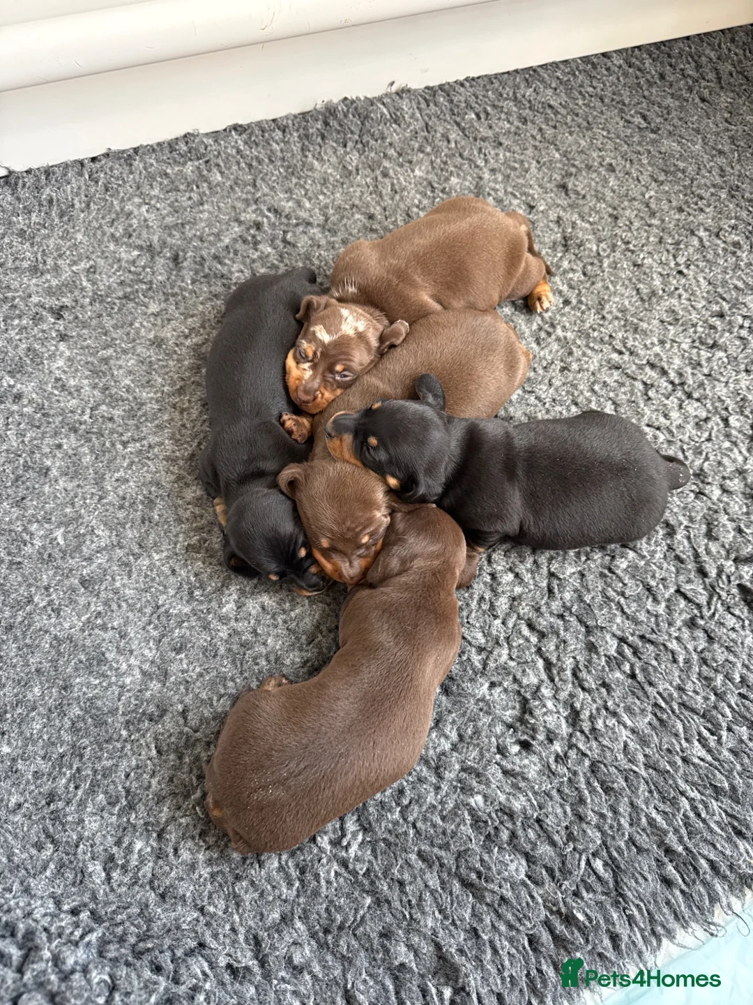 Miniature Dachshund dogs for sale: Stunning KC registered miniature daschund puppies - Advert 2