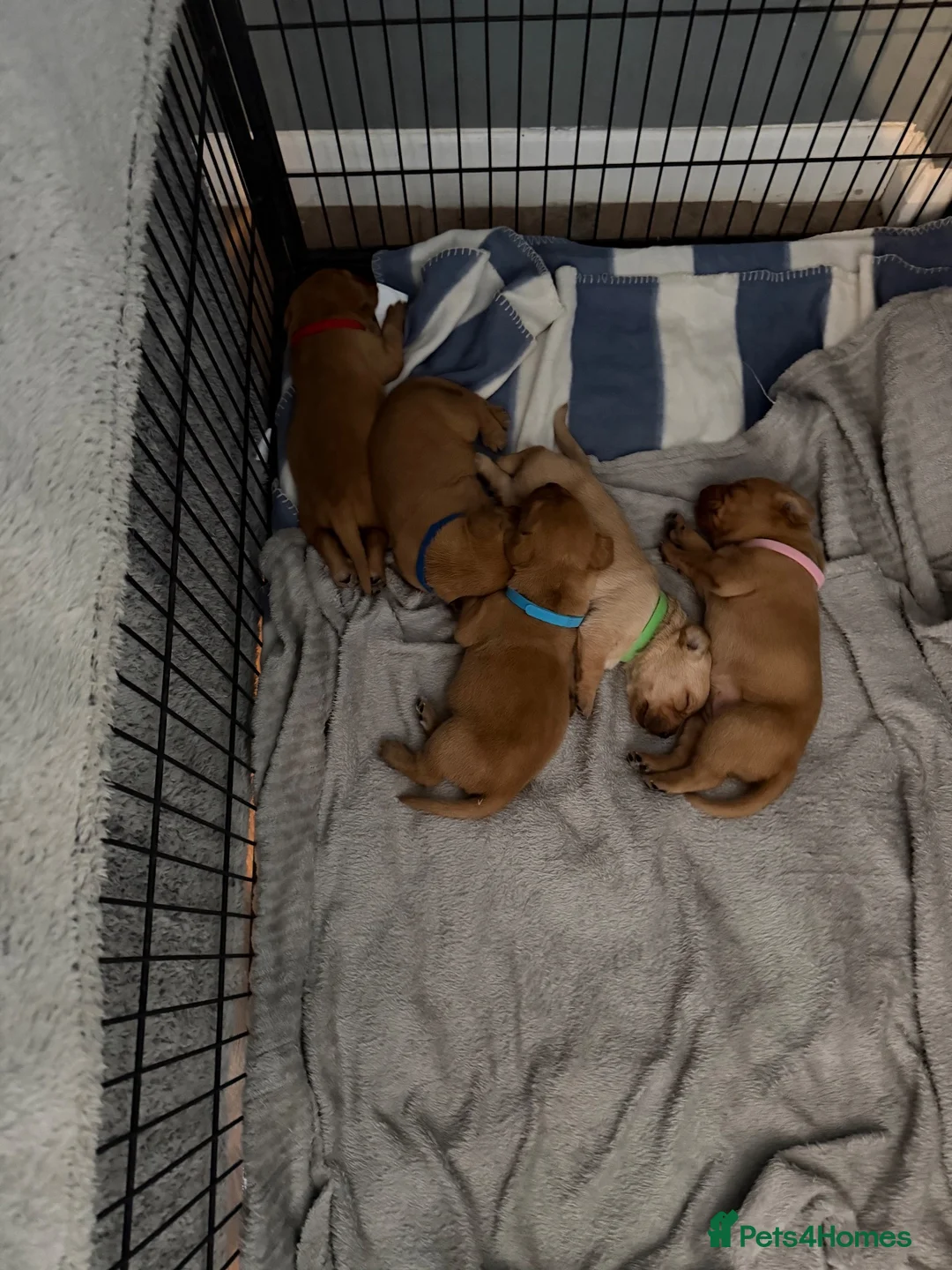 Labrador Retriever dogs for sale: Labrador Retriever Puppies 🐾 in Diss - Advert 26