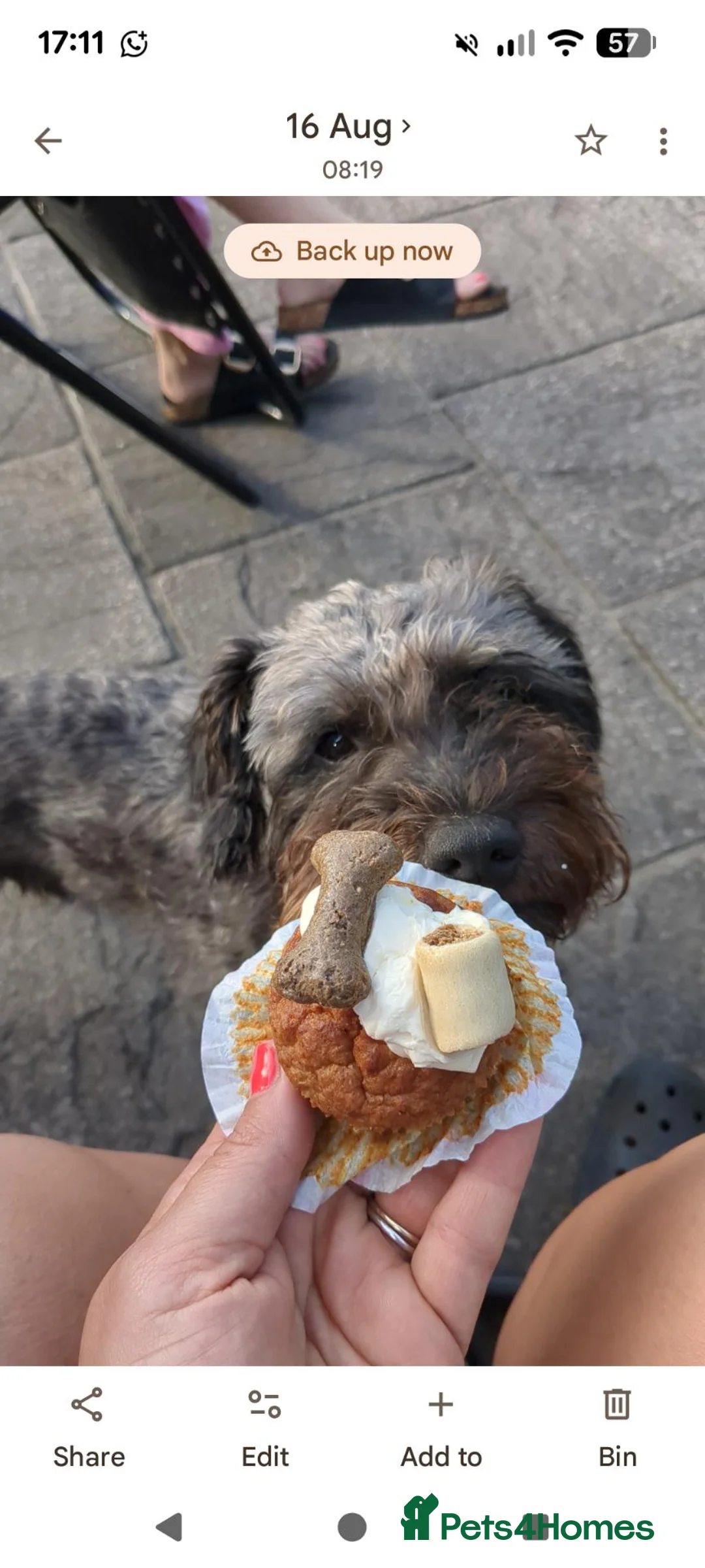 Mixed Breed dogs for sale: Patterpoo for rehoming  - Advert 4