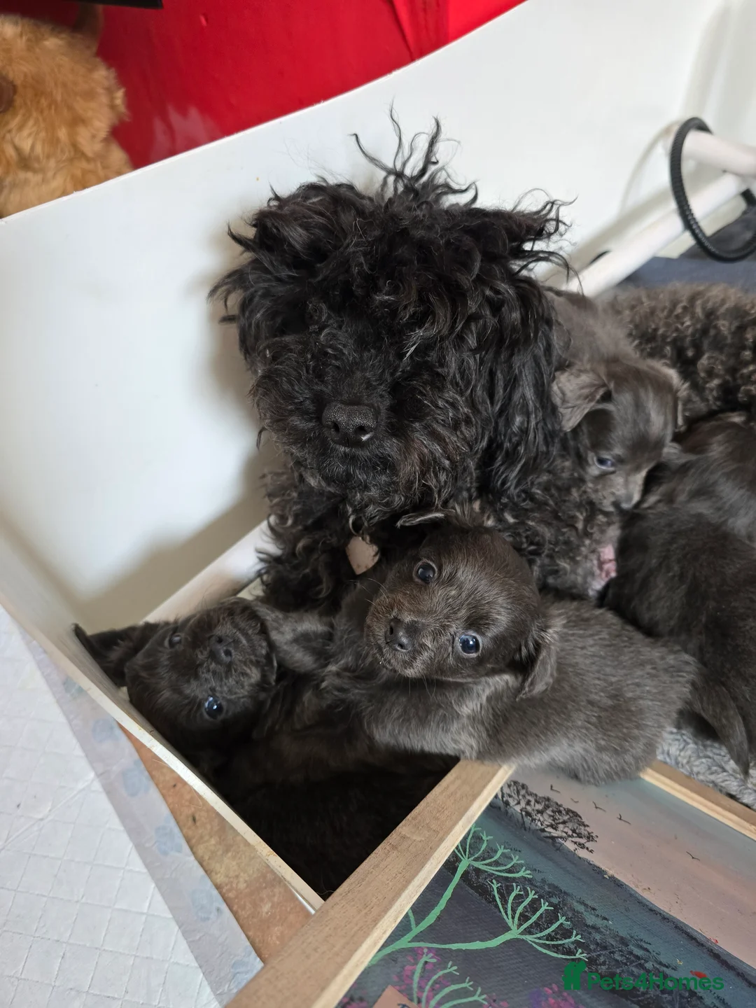 Chipoo dogs for sale: Chipoo in Widnes - Advert 1