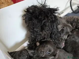 Chipoo dogs Chipoo - Advert 5