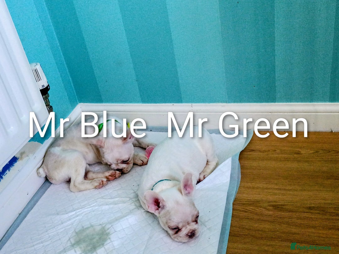 French Bulldog dogs for sale: Quality chunky French bulldog fluffy carriers  - Image 15