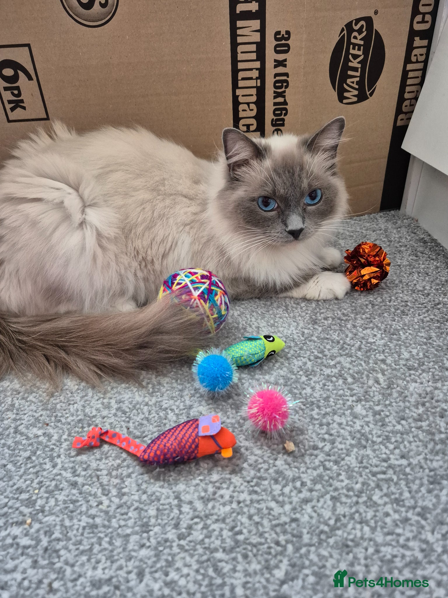 Ragdoll cats Half ragdoll kittens - Advert 1