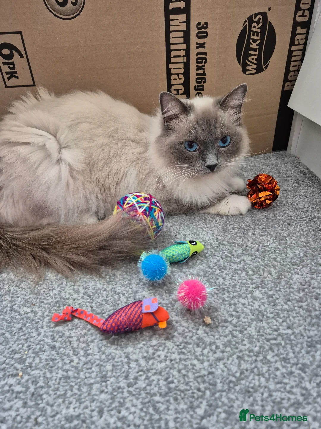 Ragdoll cats for sale: Half ragdoll kittens - Advert 1