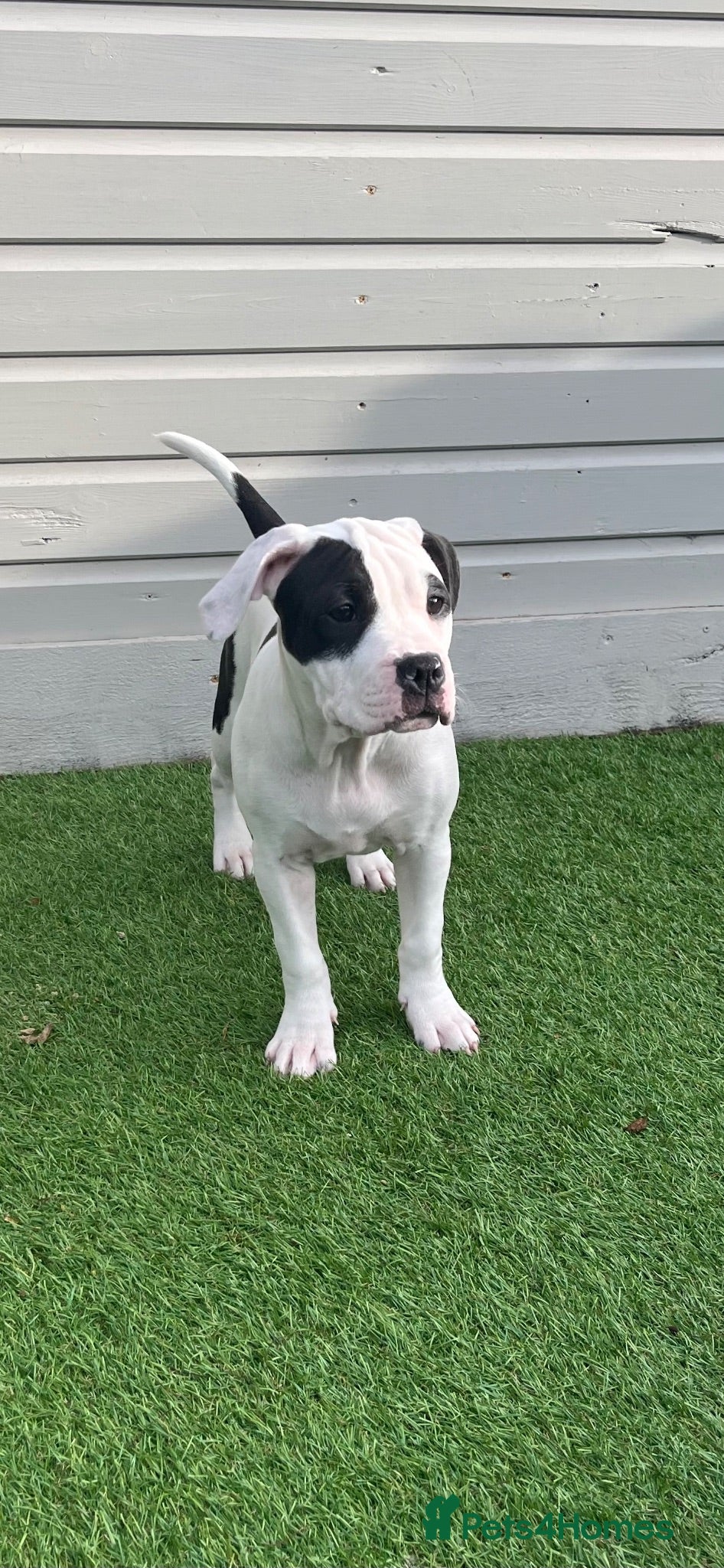 Mixed Breed dogs ⭐️Ready to leave⭐️ Beautiful Bully x staffy pups - Advert 3