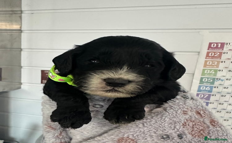 Cockapoo dogs Stunning cockapoo ready 21 December  - Advert 2