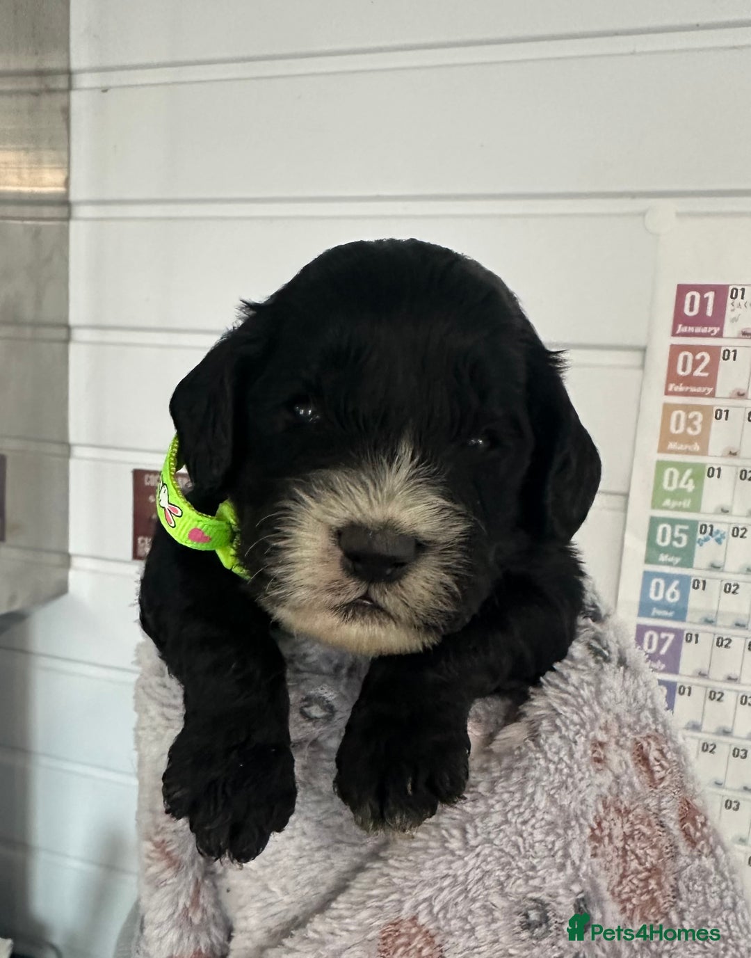 Cockapoo dogs for sale: Stunning cockapoo ready 21 December  - Advert 1