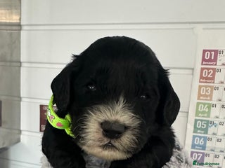 Cockapoo dogs Stunning cockapoo ready 21 December - Advert 14