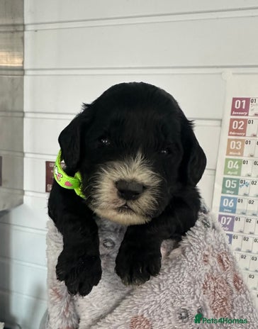 Cockapoo dogs Stunning cockapoo ready 21 December - Advert 1