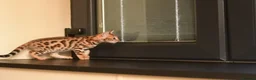 Bengal cats for sale: Registered pedigree bengal kittens - Advert 27