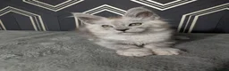 Maine Coon cats for sale: Male Maine coon kittens  - Advert 2