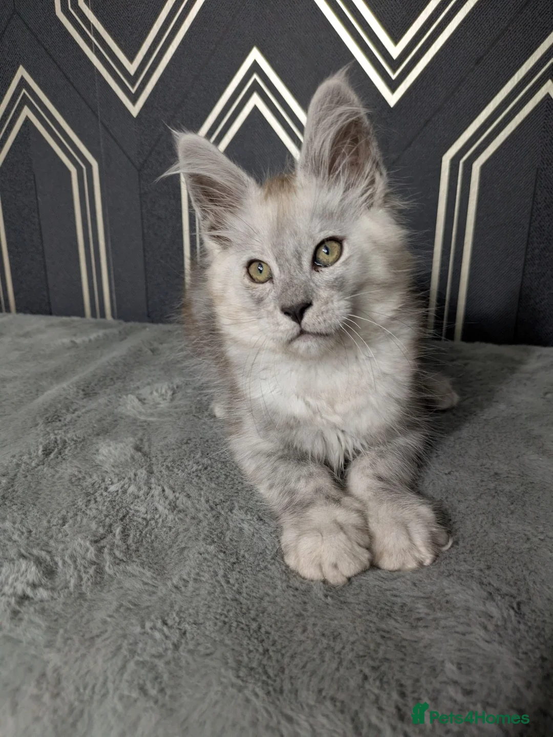 Maine Coon cats for sale: Male Maine coon kittens  - Advert 2