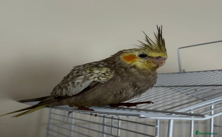 Cockatiels birds - Advert 2