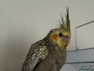 Cockatiels birds - Advert 1