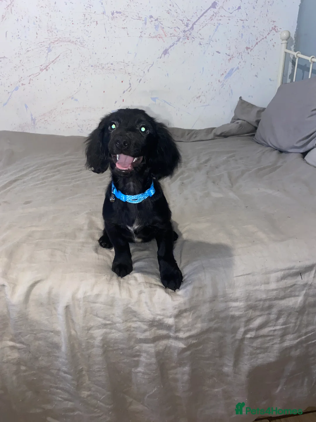 Mixed Breed dogs for sale: Sweet litter of pups for sale 2 males , 3 female in Stoke-on-Trent - Advert 4