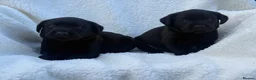 Labrador Retriever dogs for sale: Labrador retriever - Advert 10