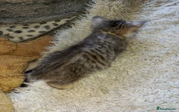 British Shorthair cats for sale: PUre tabby British short hair kittens - Image 11