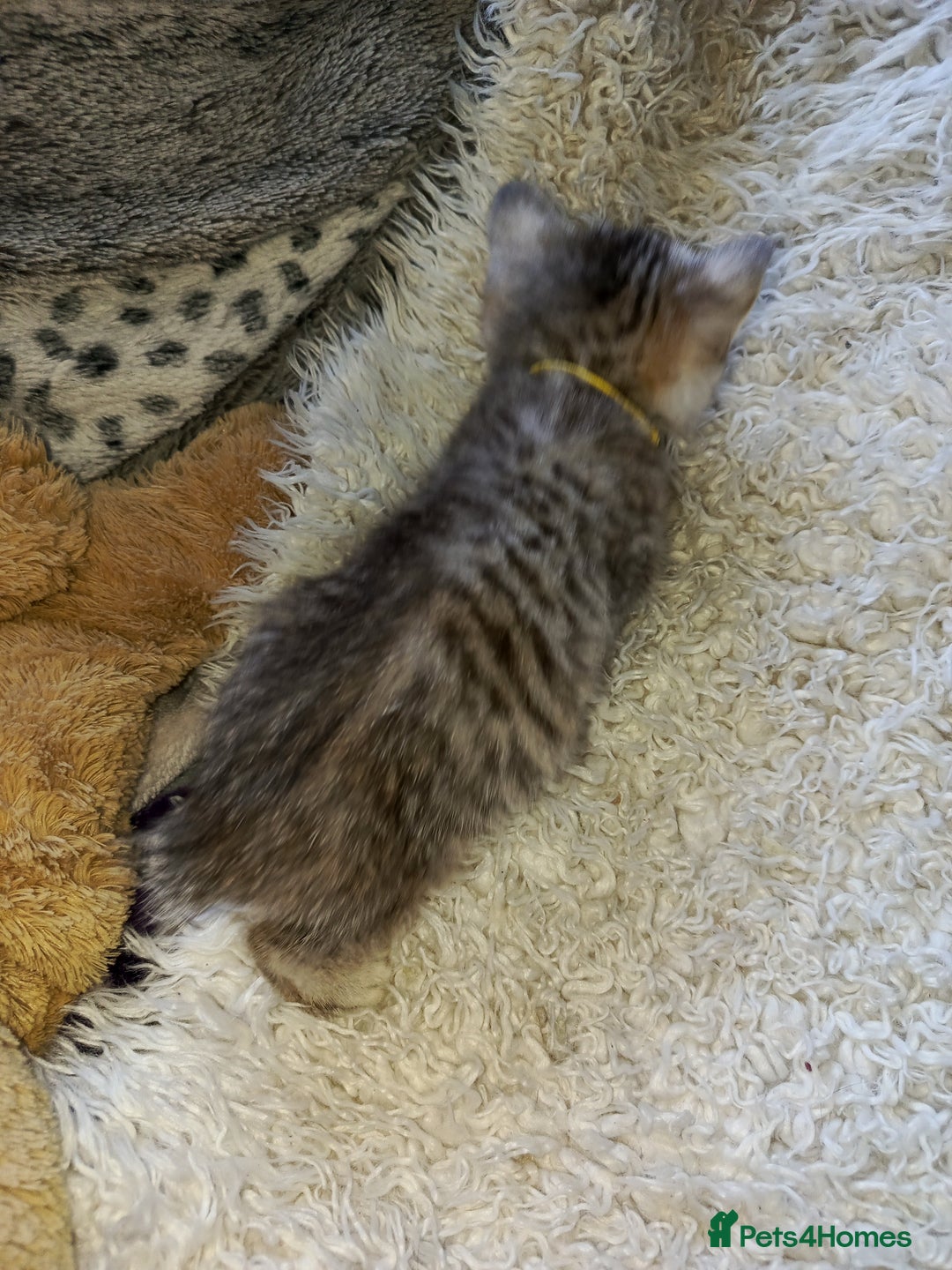 British Shorthair cats for sale: PUre tabby British short hair kittens - Image 11