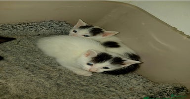 Mixed Breed cats - Advert 13