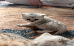 Scottish Fold cats for sale: 3 Scottish fold girls for sale. - Image 4