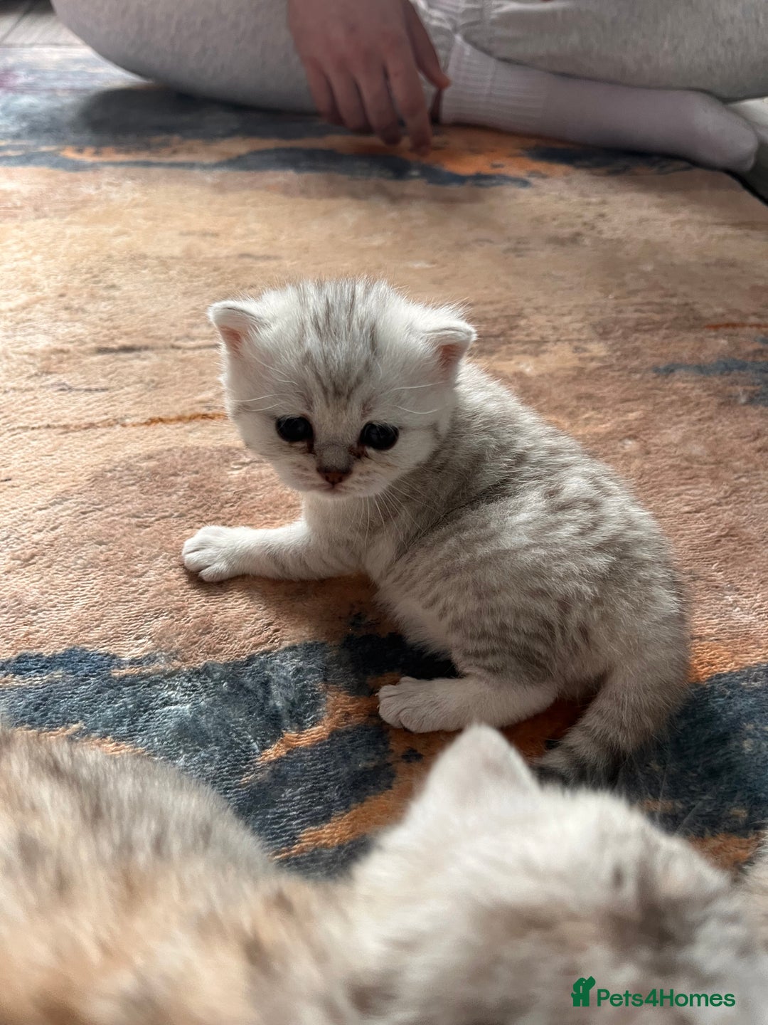 Scottish Fold cats for sale: 3 Scottish fold girls for sale. - Image 4