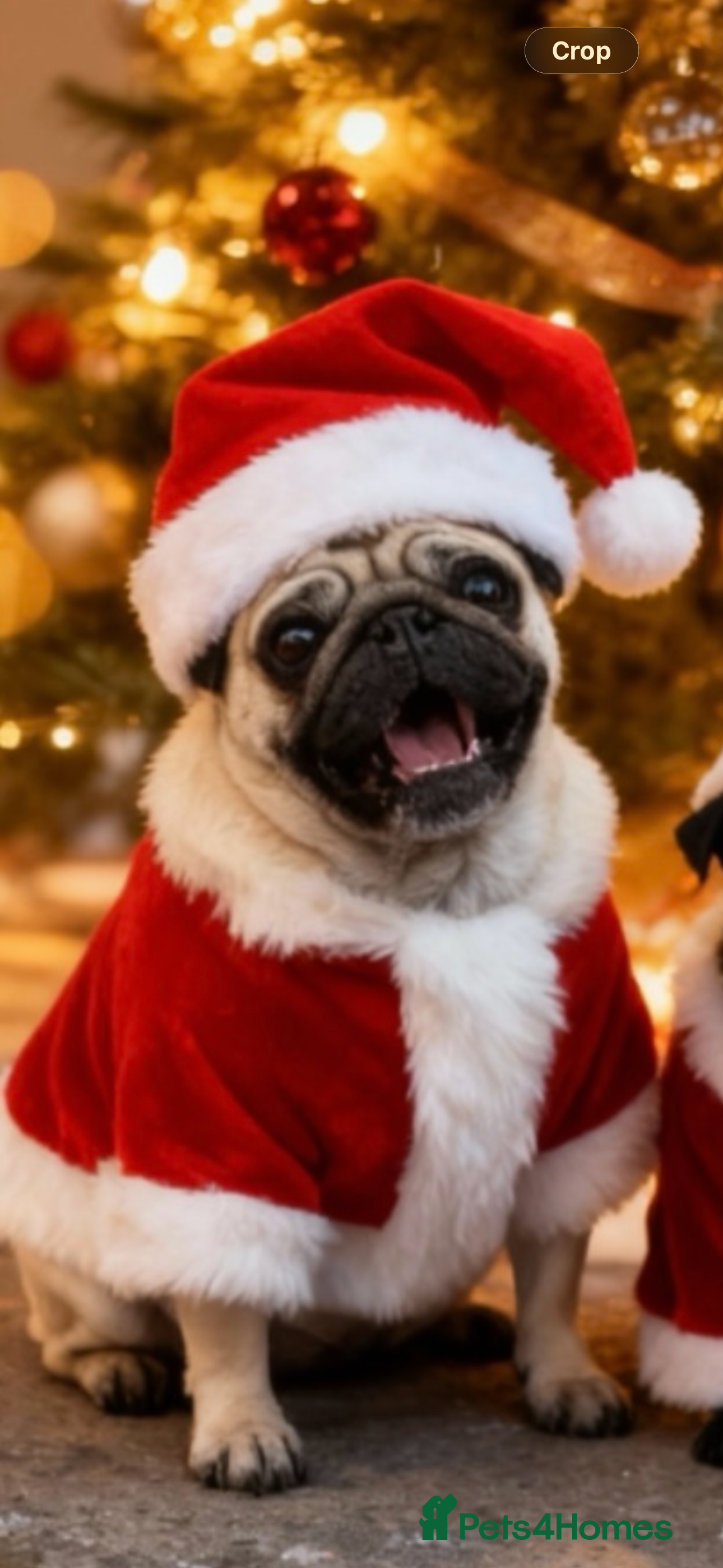 Pug dogs Female Pug For Rehoming  - Advert 14