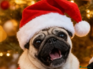 Pug dogs Female Pug For Rehoming - Advert 11