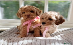 Cavapoo dogs for sale: F1b health tested cavapoo - Image 18