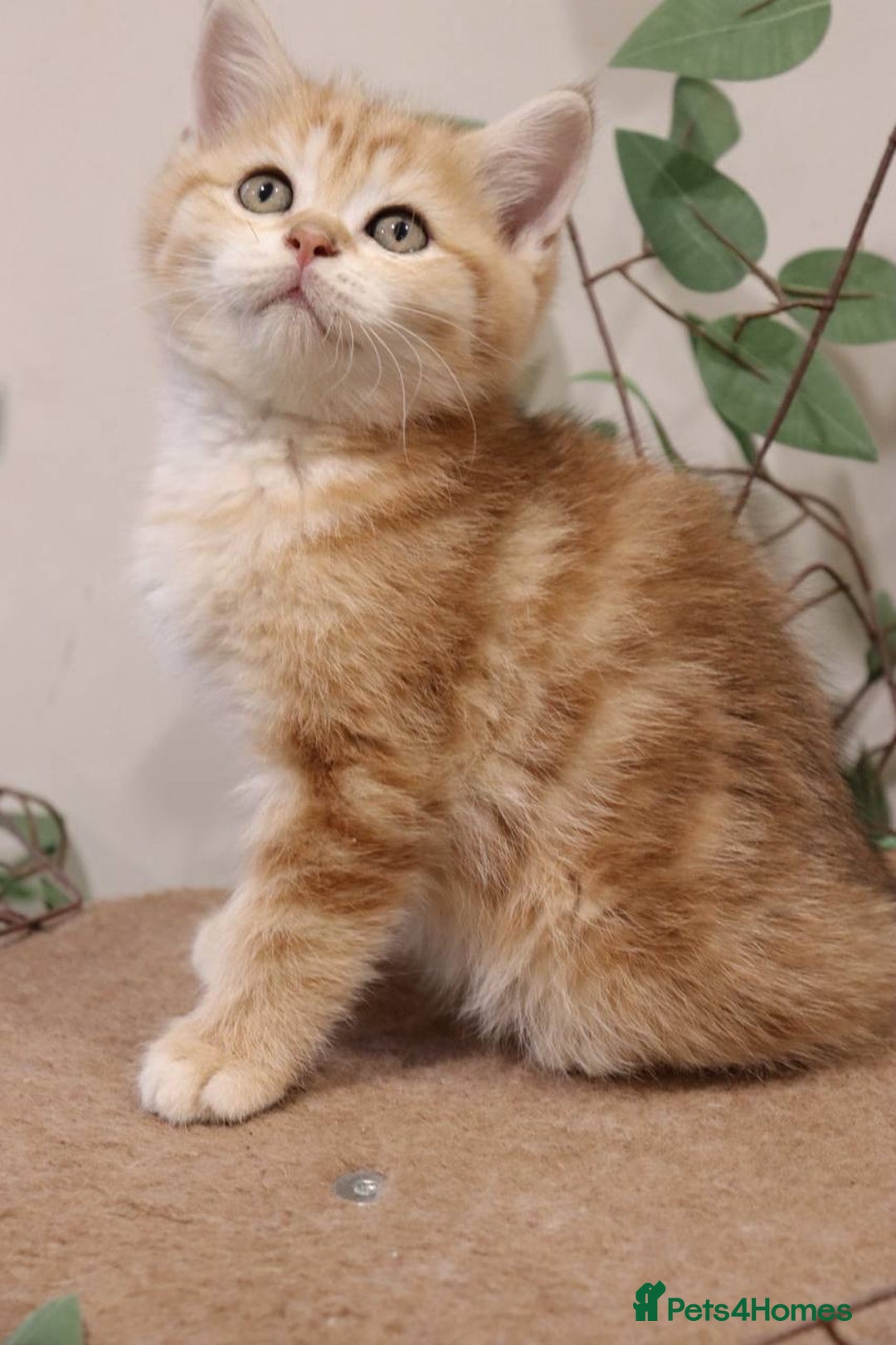 British Shorthair cats for sale: Stunning Champion Bloodlines kittens  - Advert 8