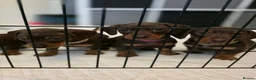 Miniature Dachshund dogs for sale: Chocolate and tan miniature dachshunds in Pontefract - Advert 3