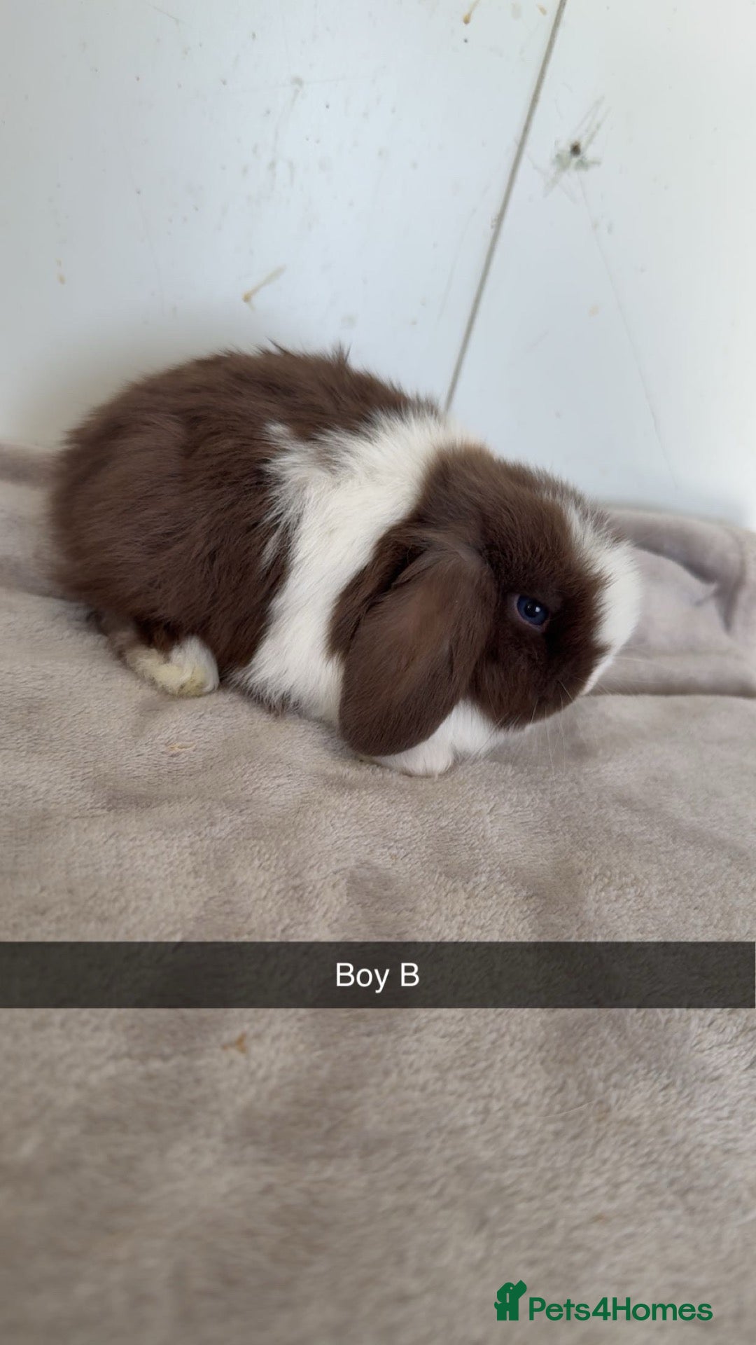 Mini Lop rabbits Ready to leave mini lop baby rabbits   - Advert 18