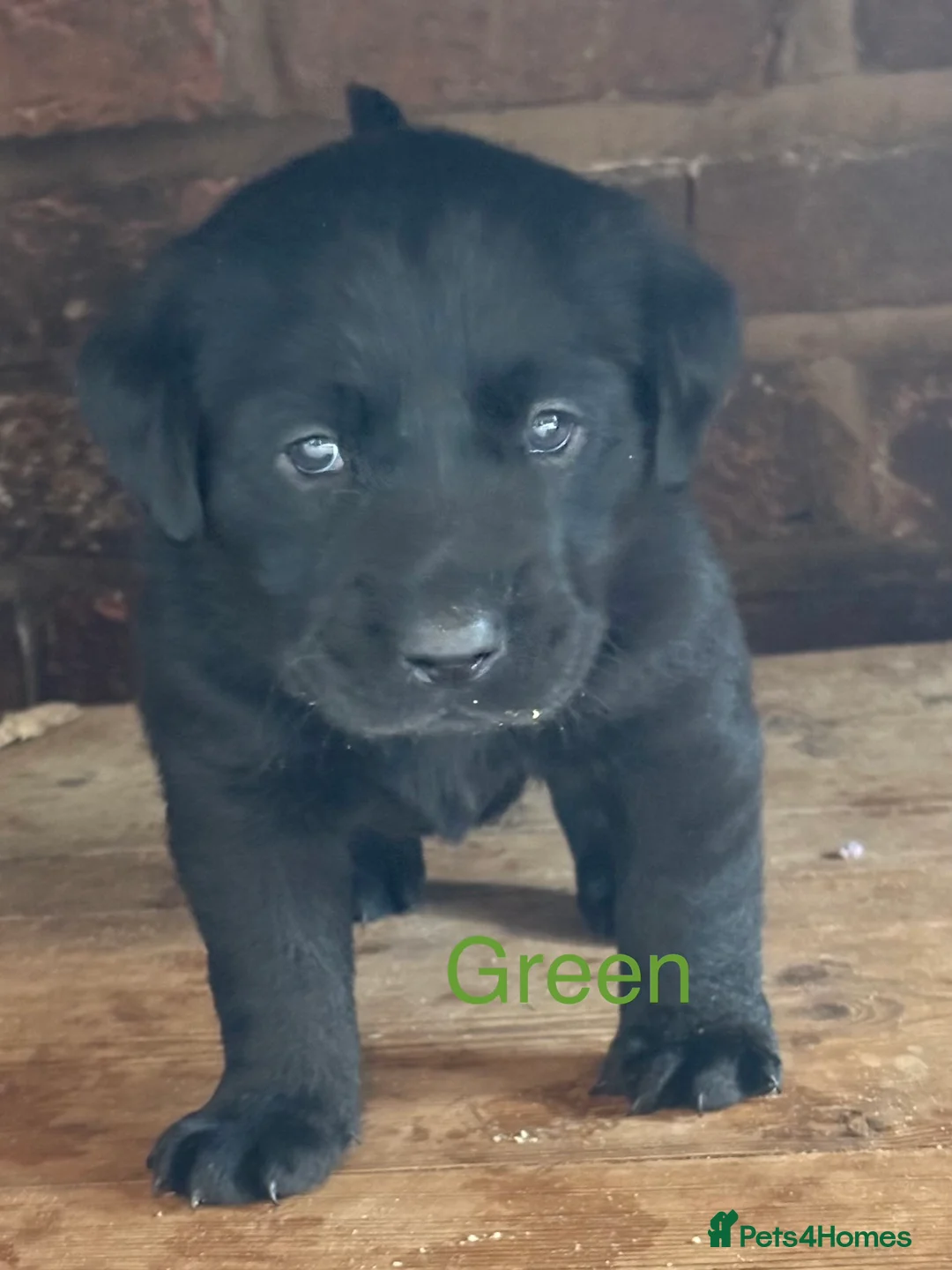 Labrador Retriever dogs for sale: Gorgeous KC, Charcoal, Chocolate and Black Labs - Advert 26