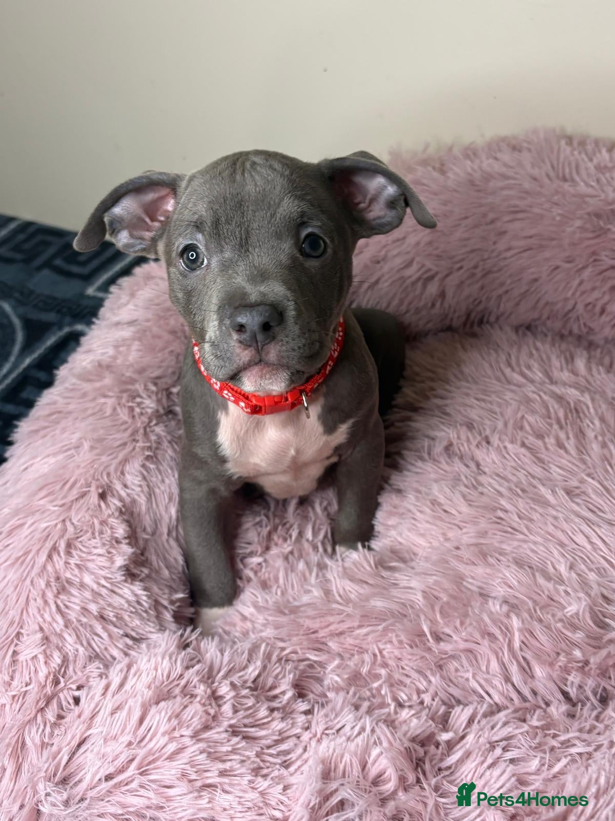 American Bully dogs Last few remaining pocket bullys  - Advert 17