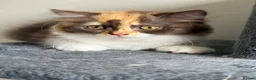 British Longhair cats for sale: Available now 😻 British Longhair kittens - TICA  - Advert 17
