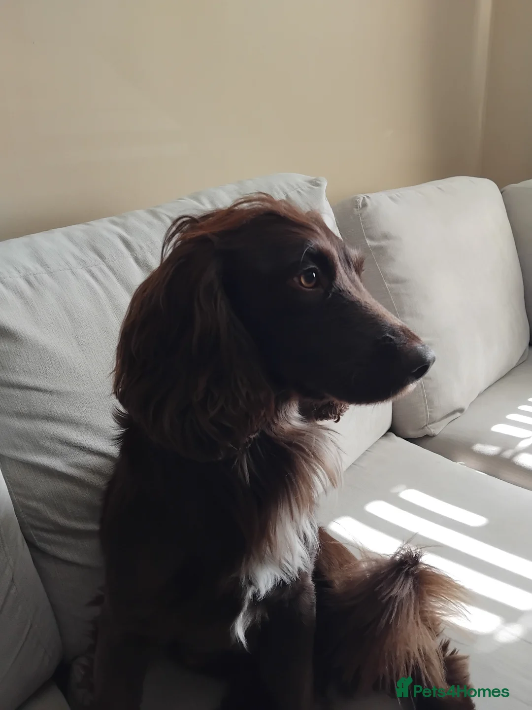 Cocker Spaniel dogs for stud: Cocker Spaniel for Stud in Lowestoft - Advert 10