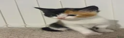 Mixed Breed cats for sale: 2 beautiful kittens  in Liverpool - Advert 4