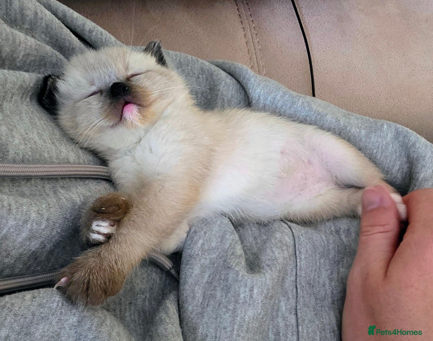 Mixed Breed cats Gorgeous Ragdoll cross British Short Hair - Advert 1