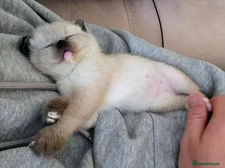 Mixed Breed cats Gorgeous Ragdoll cross British Short Hair - Advert 1