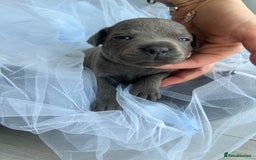 Staffordshire Bull Terrier dogs for sale: 🔷 Pharaon Champion Line Pups 🔷 in Wolverhampton - Image 30