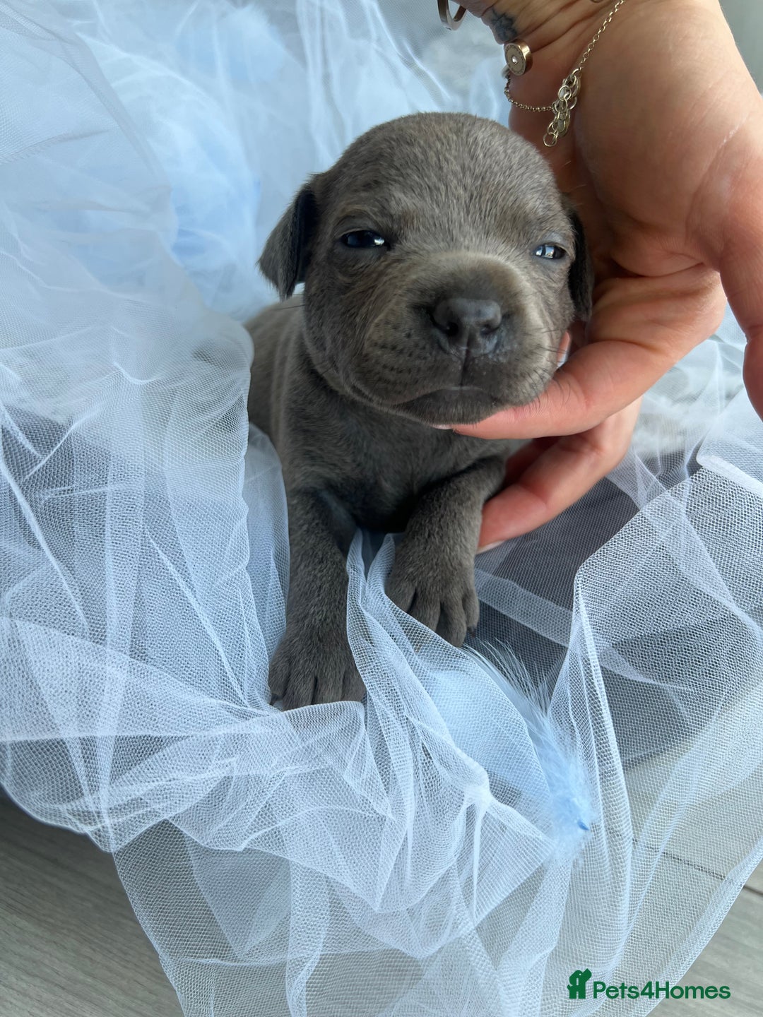 Staffordshire Bull Terrier dogs for sale: 🔷 Pharaon Champion Line Pups 🔷 in Wolverhampton - Image 30