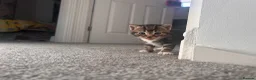 Mixed Breed cats for sale: 5 gorgeous kittens for sale - Advert 6