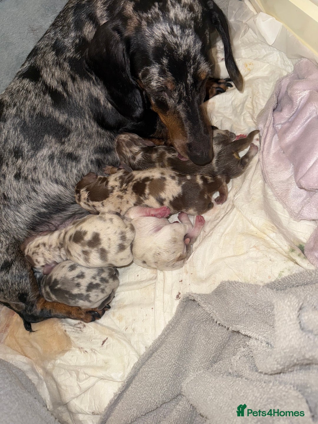 Dachshund dogs for sale: 4 dachshund puppies all females - Advert 1