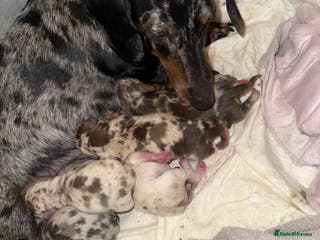 Dachshund dogs 4 dachshund puppies all females - Advert 9