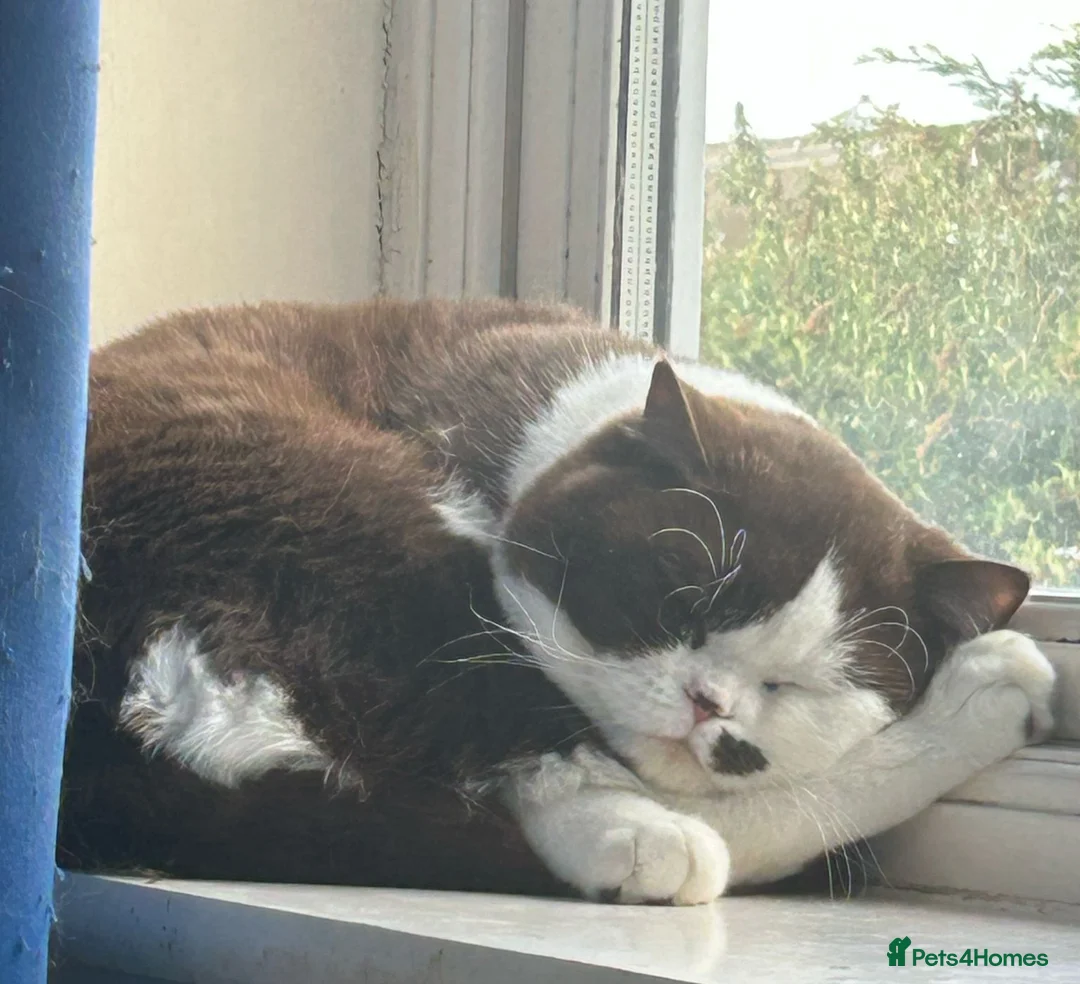 British Shorthair cats for sale: Beautiful unusual Pure British shorthair kittens - Advert 6