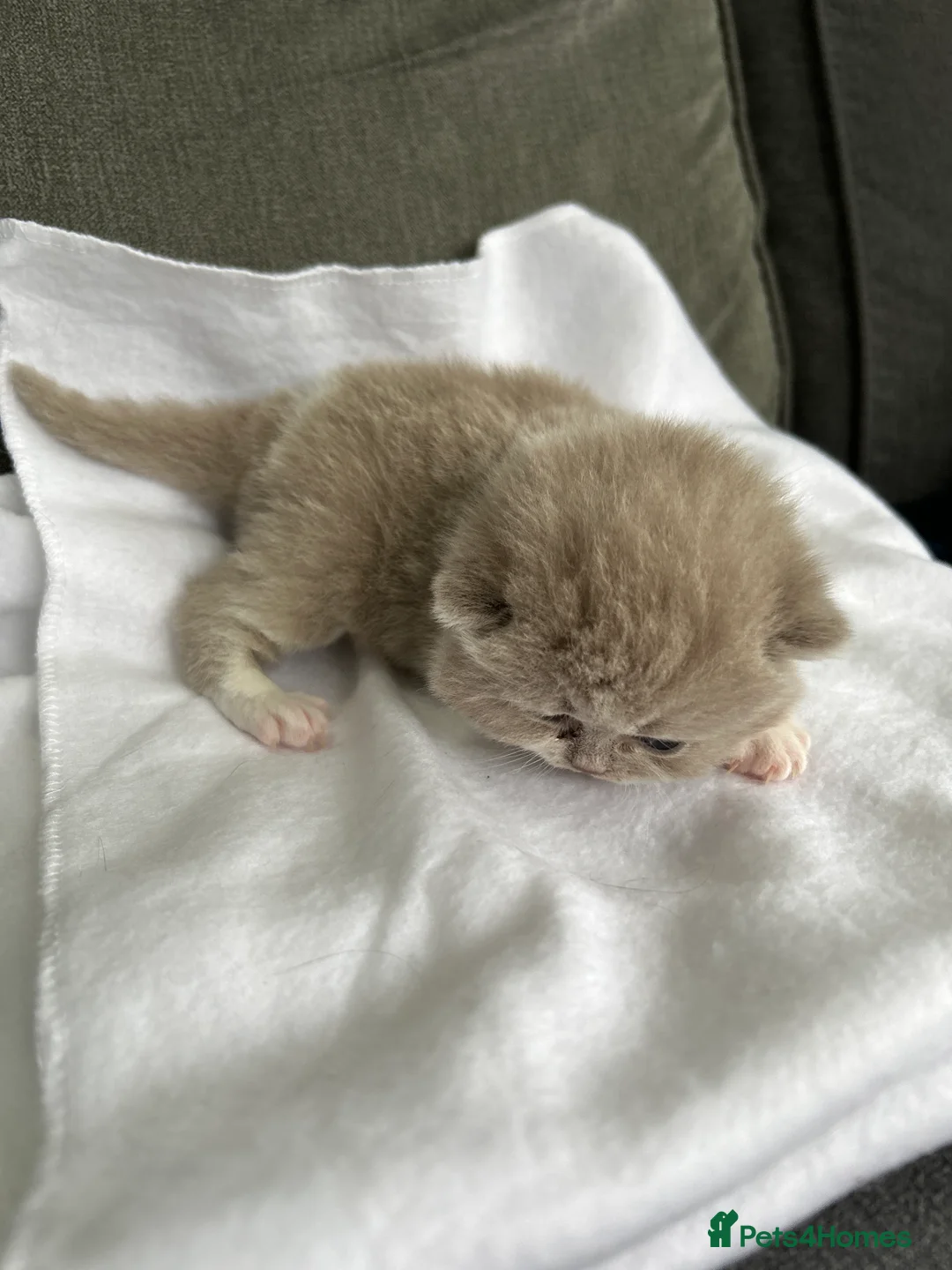 British Shorthair cats for sale: BRITISH SHORTHAIR KITTENS (registered) - Advert 2
