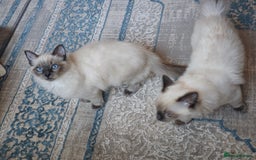 Ragdoll cats for sale: 2😻Ragdoll kittens 💕 - Image 2