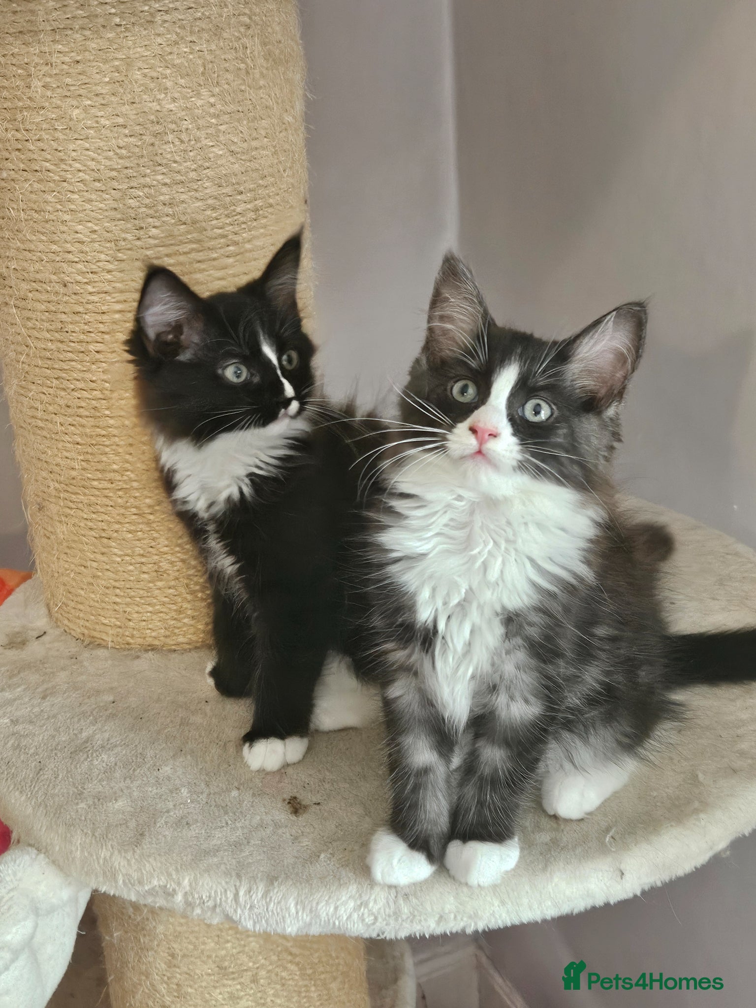 Ragcoon cats for sale: Ragcoons *dna tested parents * - Advert 15