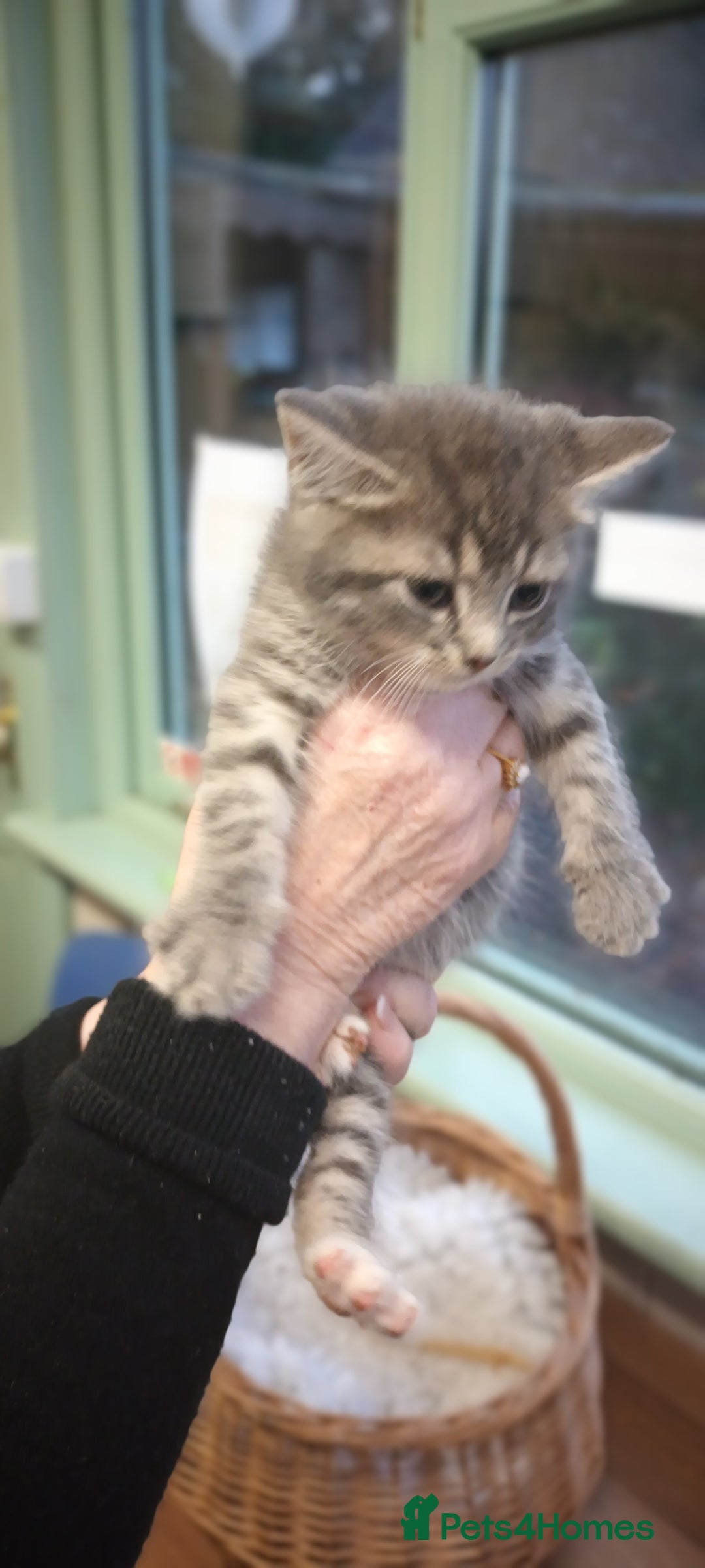 Mixed Breed cats for sale: GORGEOUS KITTENS FOR SALE - Advert 7